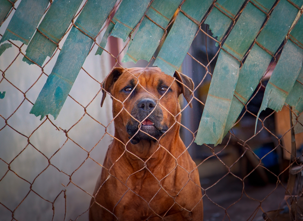Dog behind chain link fence looking directly at the camera